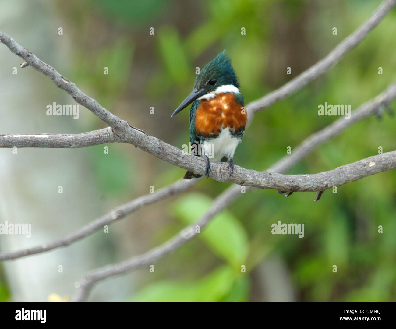 Green Kingfisher (Chloroceryle americana), Araras Ecolodge,  Mato Grosso, Brazil Stock Photo
