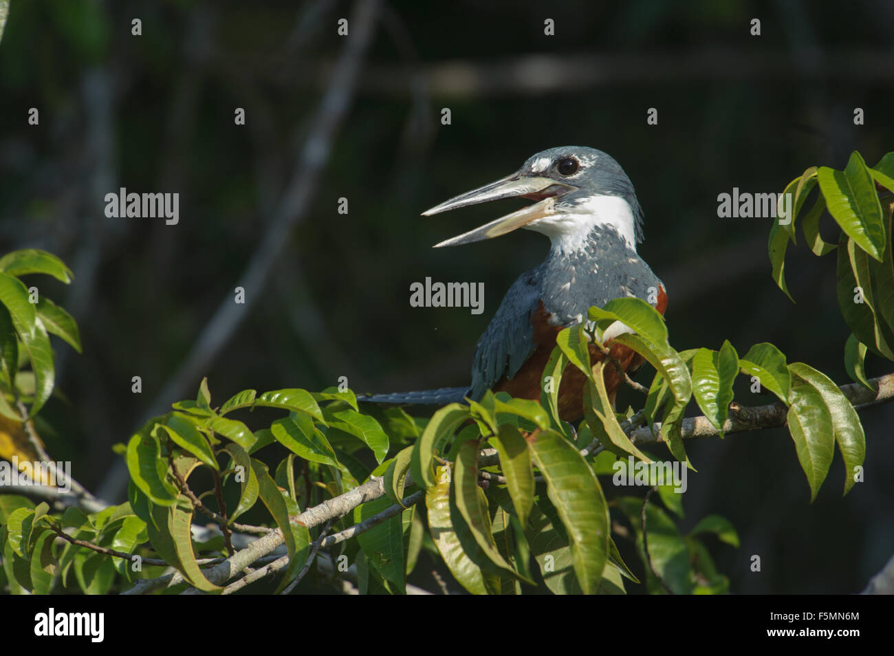 Ringed Kingfisher (Ceryle torquatus), Araras Ecolodge,  Mato Grosso, Brazil Stock Photo