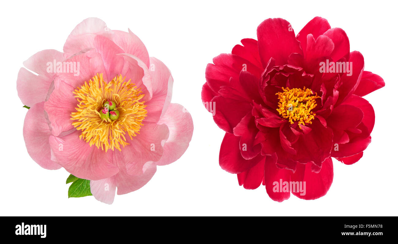 Pink and red peony blossom isolated on white background. Flower head Stock Photo