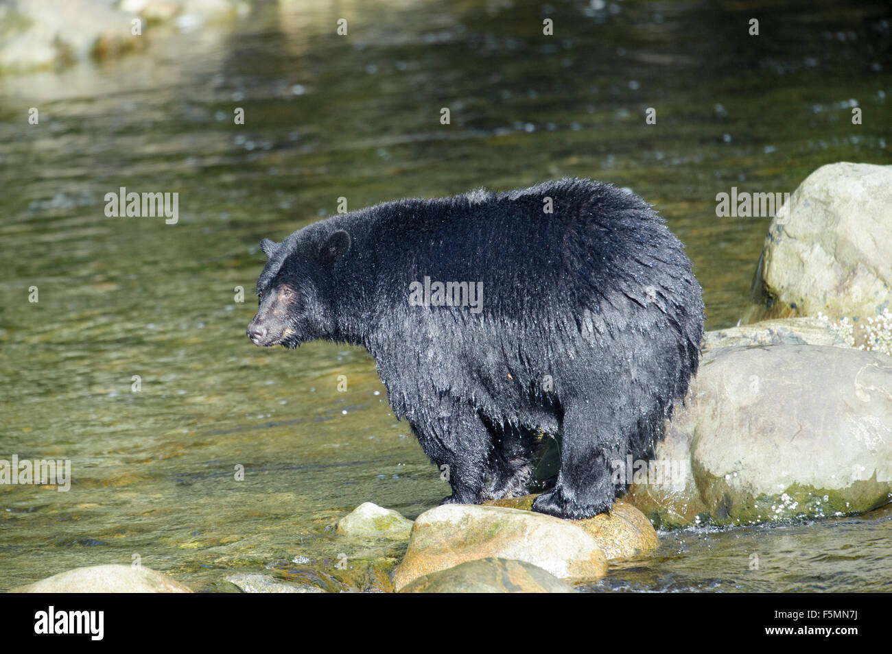 Black Bear (Ursus americanus) watching for salmon in a river, Thornton