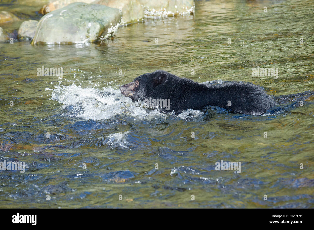 Black Bear (Ursus americanus) fishing for salmon, Thornton Fish