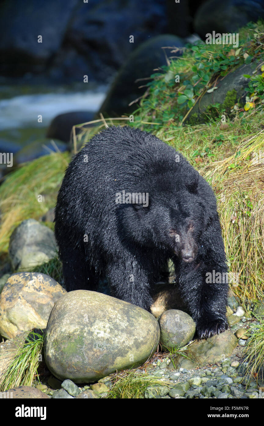Black Bear (Ursus americanus), Thornton Fish Hatchery, Ucluelet