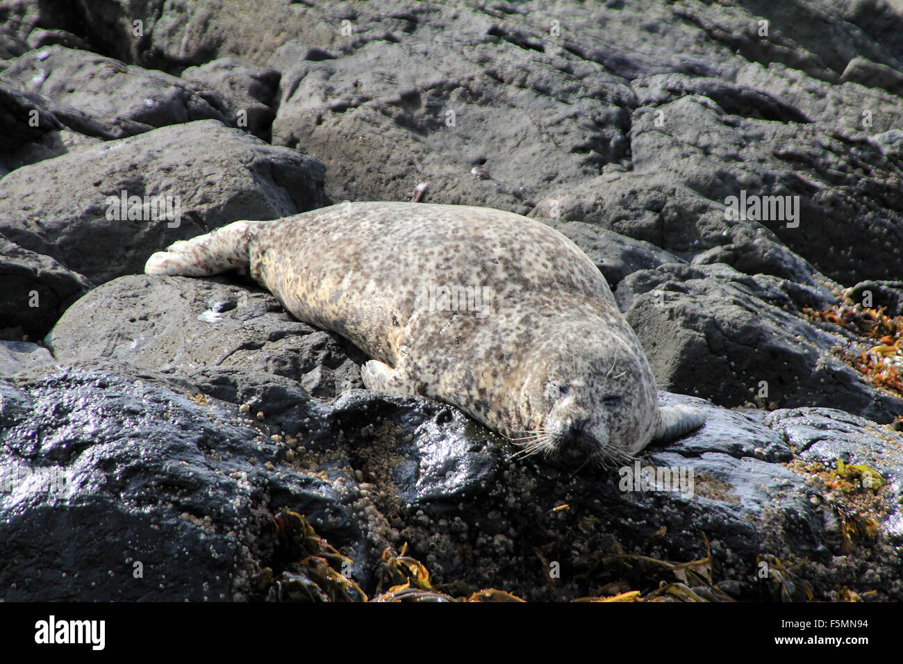 Aggressive behavior of Stejneger's seals on a hole out. Commander