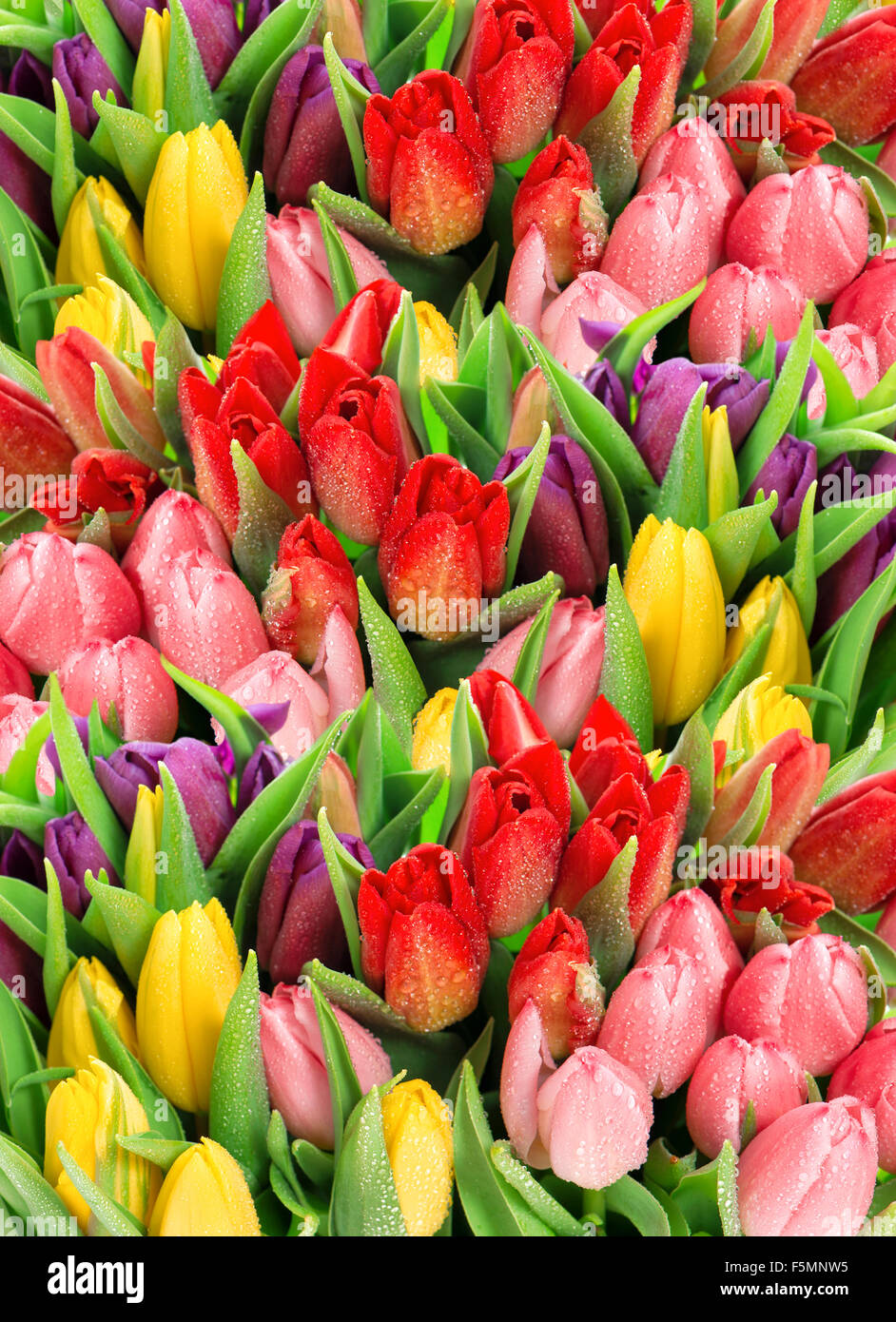 Spring tulips. Bouquet of fresh flowers with water drops. Floral ...