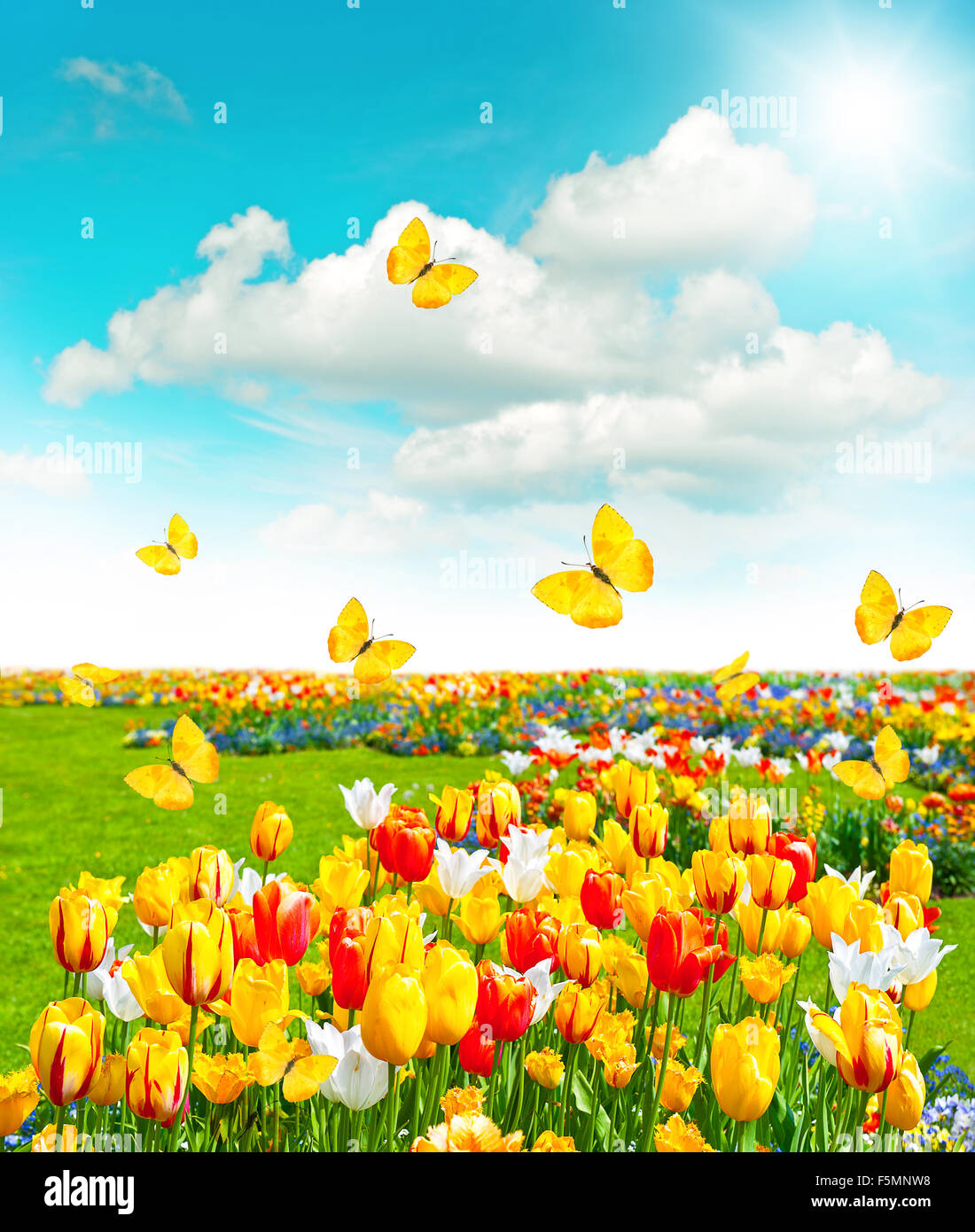Flowers in green grass. Spring landscape with butterflies and sunny blue sky Stock Photo