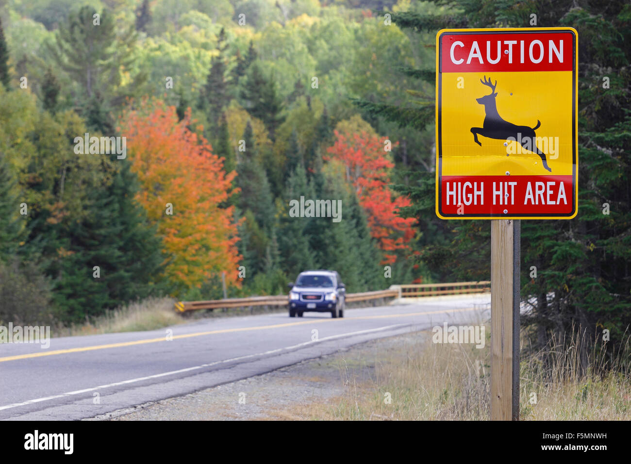 Fall foliage Route 16 deer crossing Franklin County Maine New England USA  Stock Photo - Alamy
