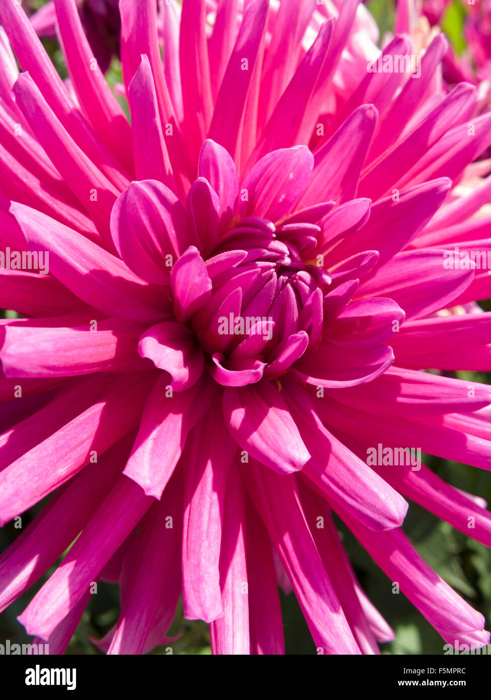 Closeup of single Purple Gem Dahlia flower Stock Photo