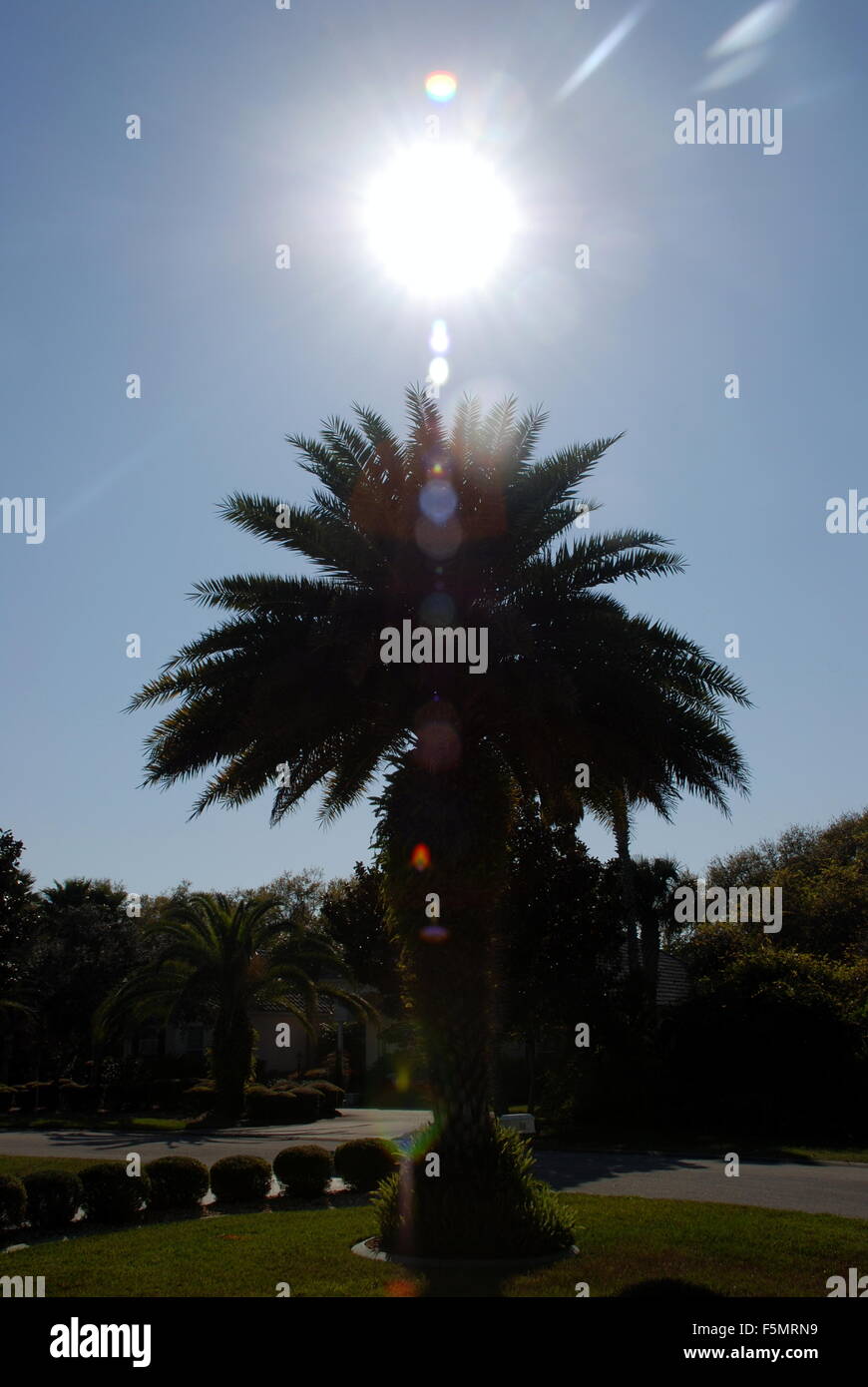Tree with sun rays hi-res stock photography and images - Alamy