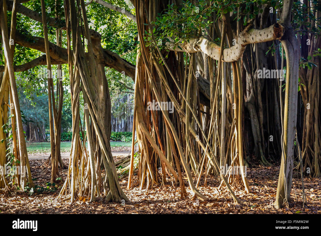 The dramatic aerial prop roots and woody trunks of the majestically ...