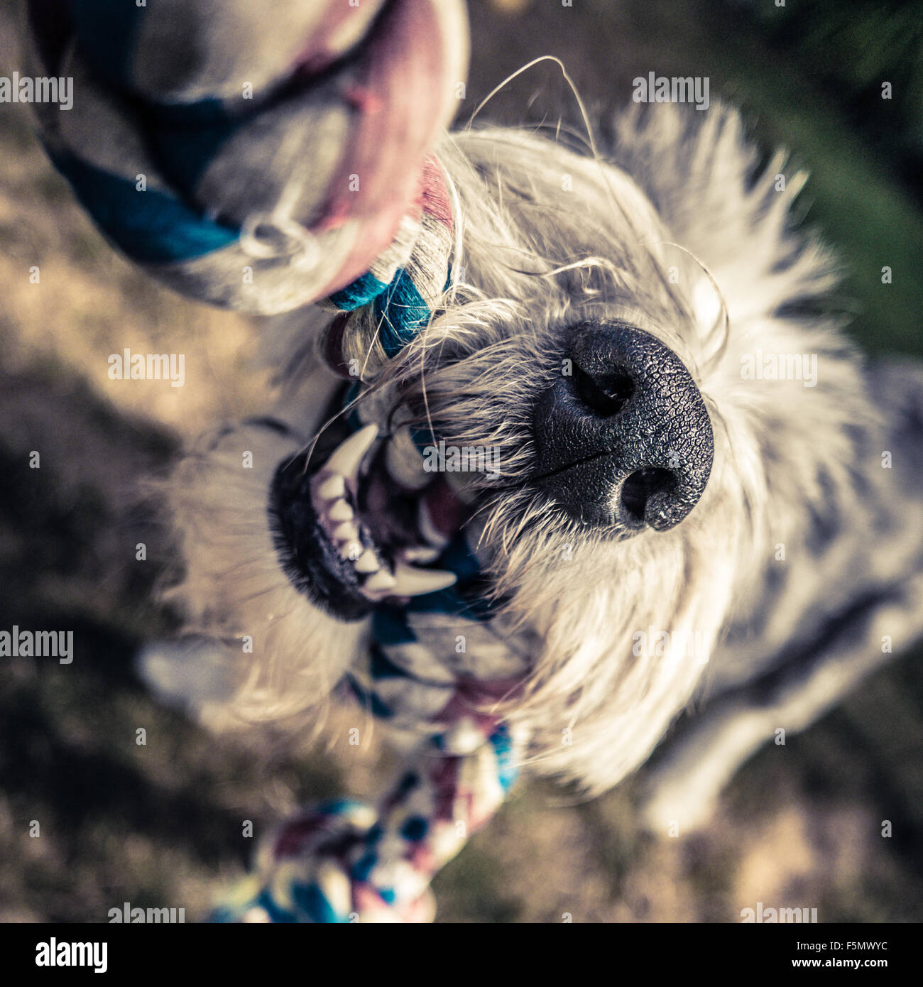 Closeup Of Teeth And Nose Of An Old English Sheepdog Playing Tug-Of-War Stock Photo