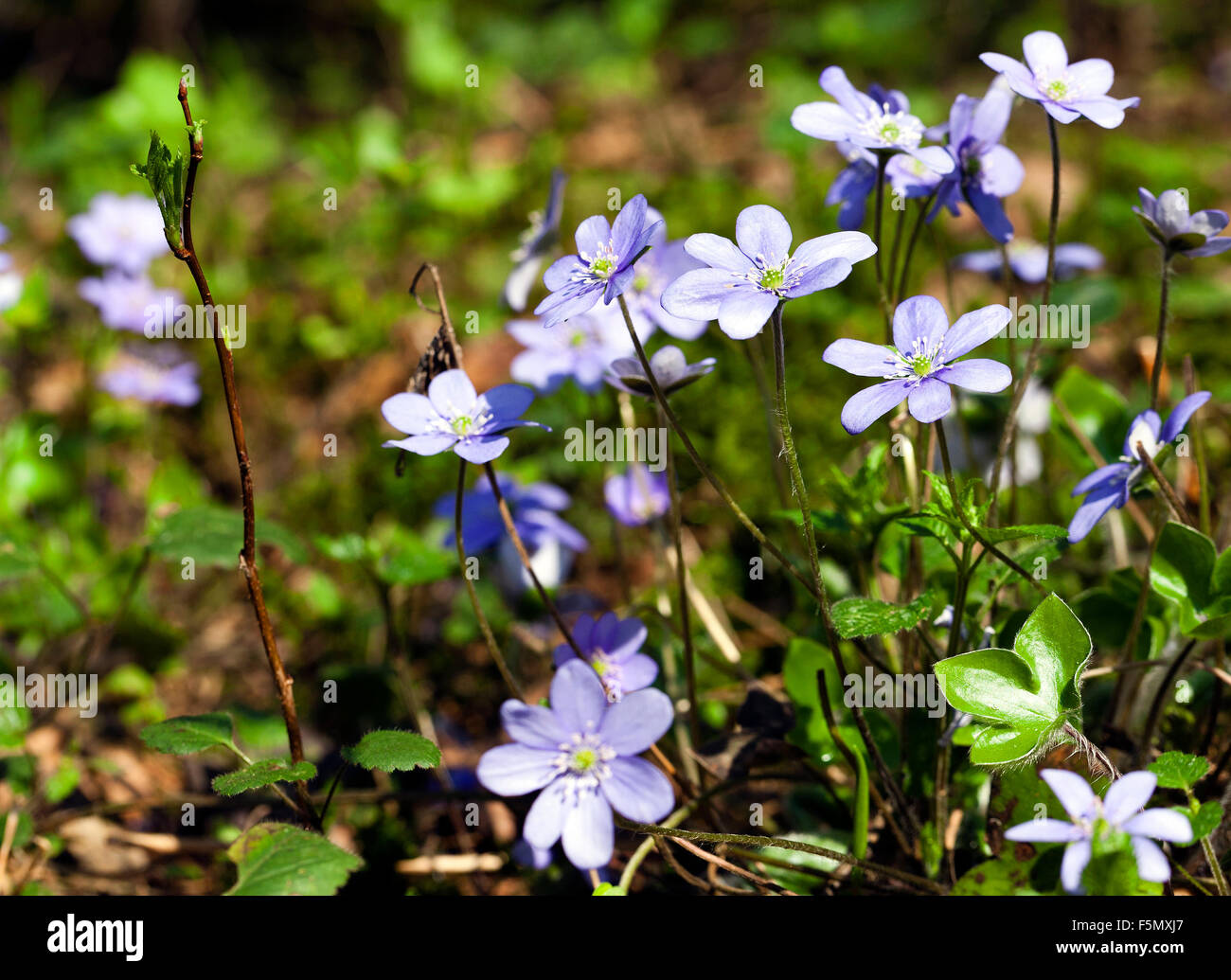 spring flowers . forest Stock Photo - Alamy