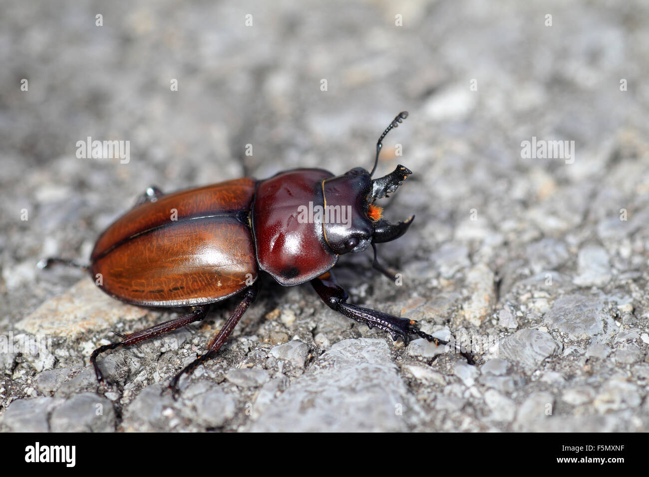 Japanese brown stag beetle (Neolucanus insularis) in Japan Stock Photo