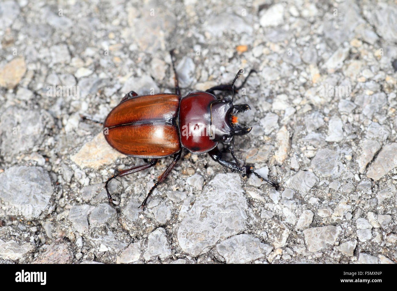 Japanese brown stag beetle (Neolucanus insularis) in Japan Stock Photo