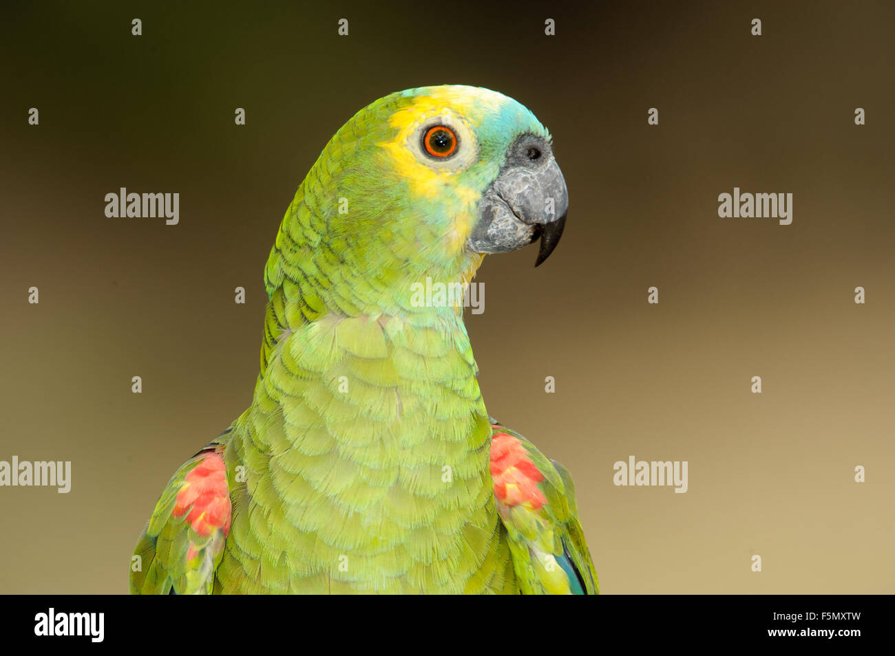 Blue-fronted Amazon Parrot (Amazona aestiva),  The Pantanal, Mato Grosso, Brazil Stock Photo