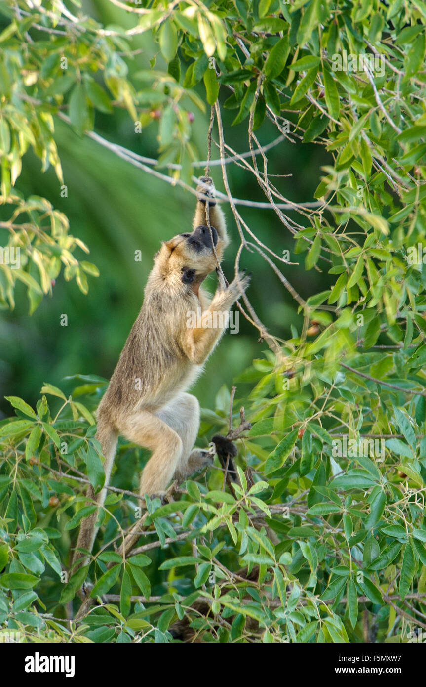Black Howler Monkey (Alouatta caraya) female, The Pantanal, Mato Grosso, Brazil Stock Photo