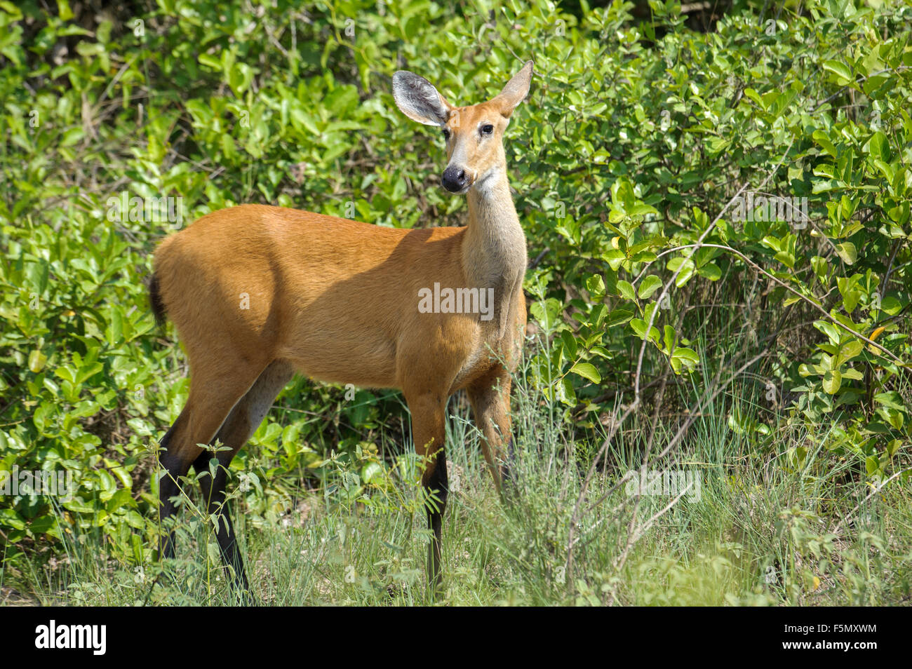 Marsh Deer (Blastocerus dichotomus ) - female -  listed as  a vulnerable species. The Pantanal, Brazil Stock Photo