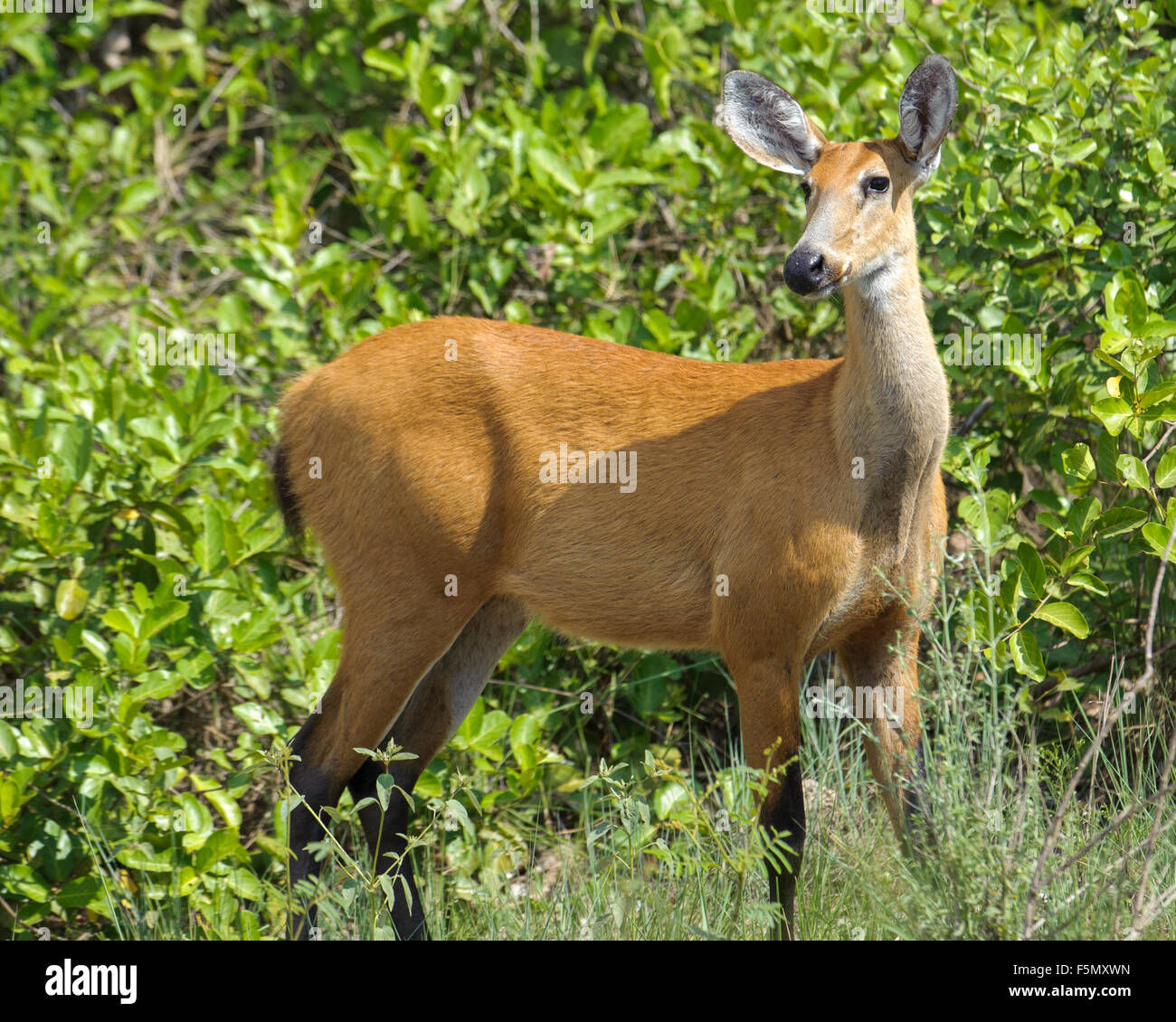 Marsh Deer (Blastocerus dichotomus ) - female -  listed as  a vulnerable species. The Pantanal, Brazil Stock Photo