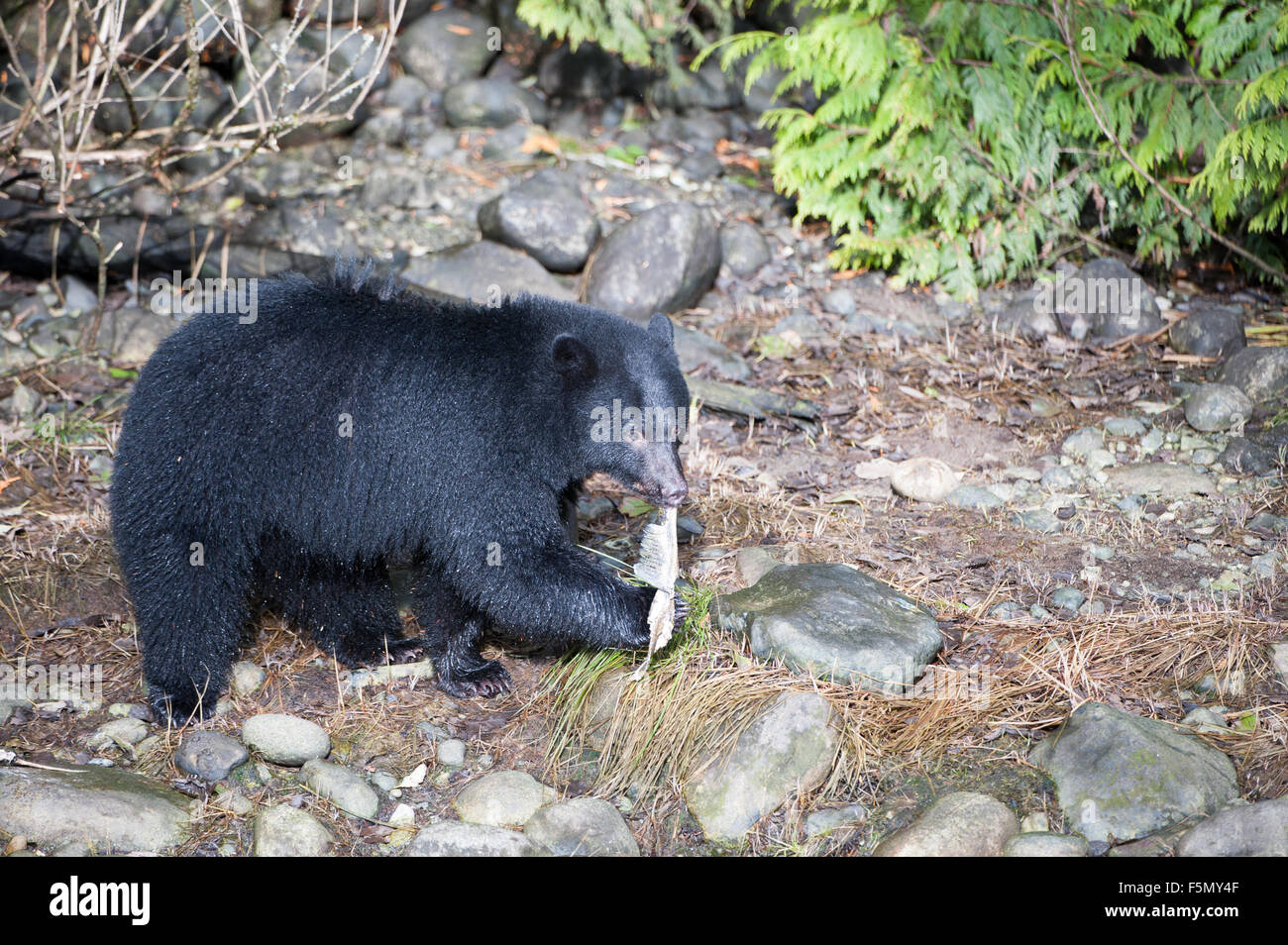 Black Bear (Ursus americanus) in salmon stream during salmon run