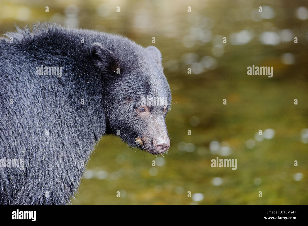 Black Bear (Ursus americanus) in salmon stream during salmon run