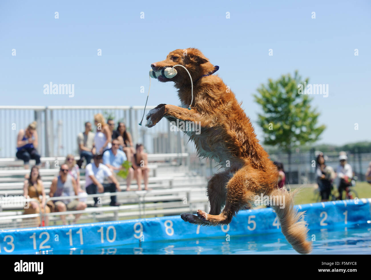 Dock dogs dog high jump competition at Sugar Beach, Toronto, Ontario