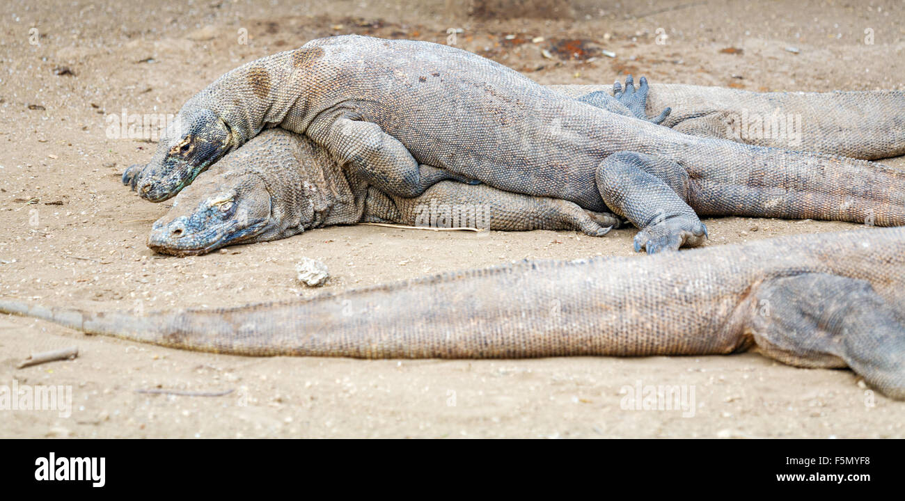 Biggest Lizard Komodo Dragon (Varanus komodoensis) in the Wild