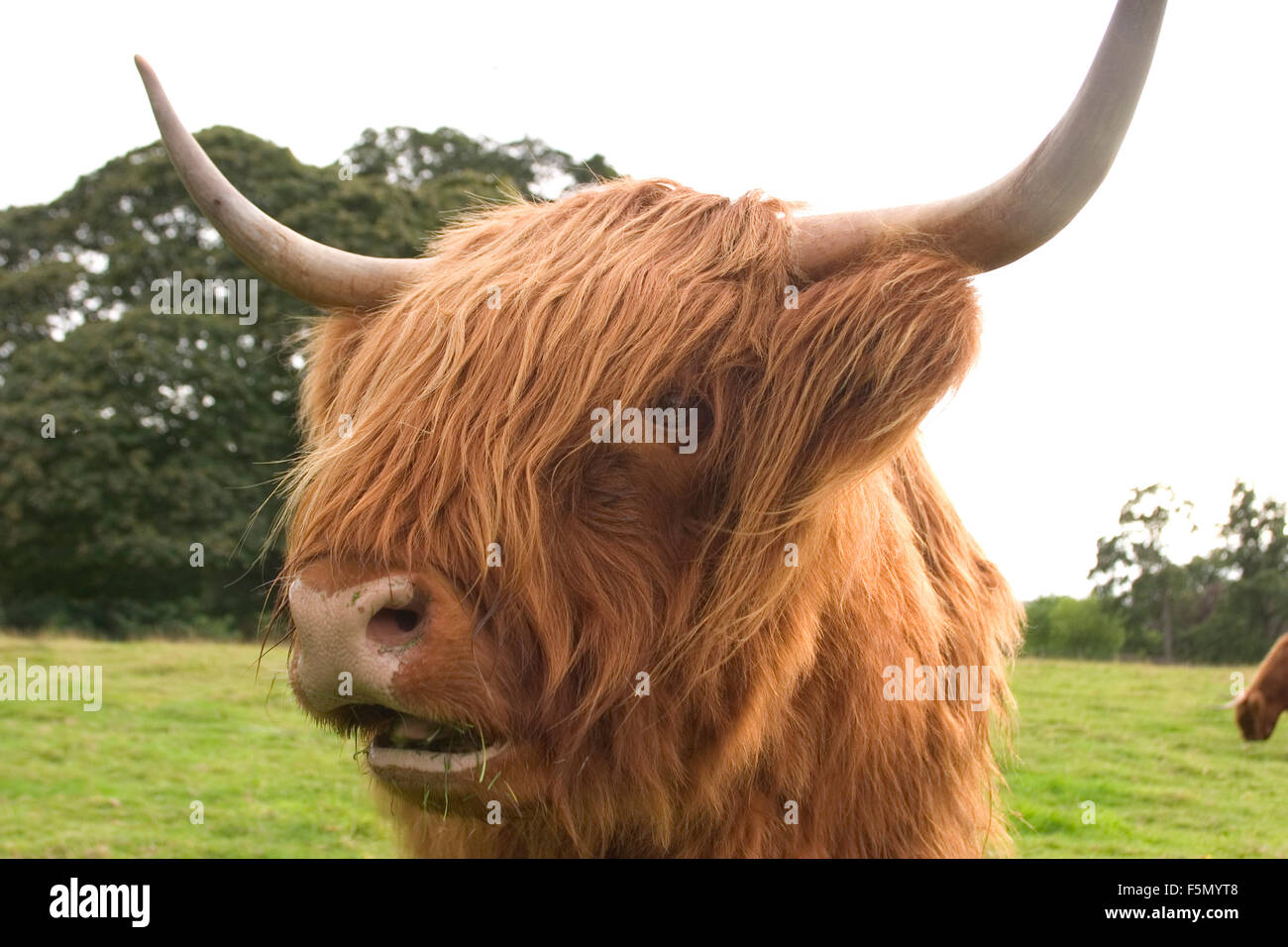 Scone, Scotland. 14th Nov, 2005. Highland cattle are an ancient Scottish breed of cattle with long horns and shaggy pelts. The breed was developed in the Highlands and western coastal regions of Scotland, and breeding stock was exported to Australia and North America in the 1800s. The breed was developed from two sets of stock, one originally black, and the other reddish. Today, highland cattle come in a wide variety of colors. Highlands are known as a hardy breed (most likely due to the rugged nature of their native highlands), which will eat plants other cattle avoid. They both graze and br Stock Photo