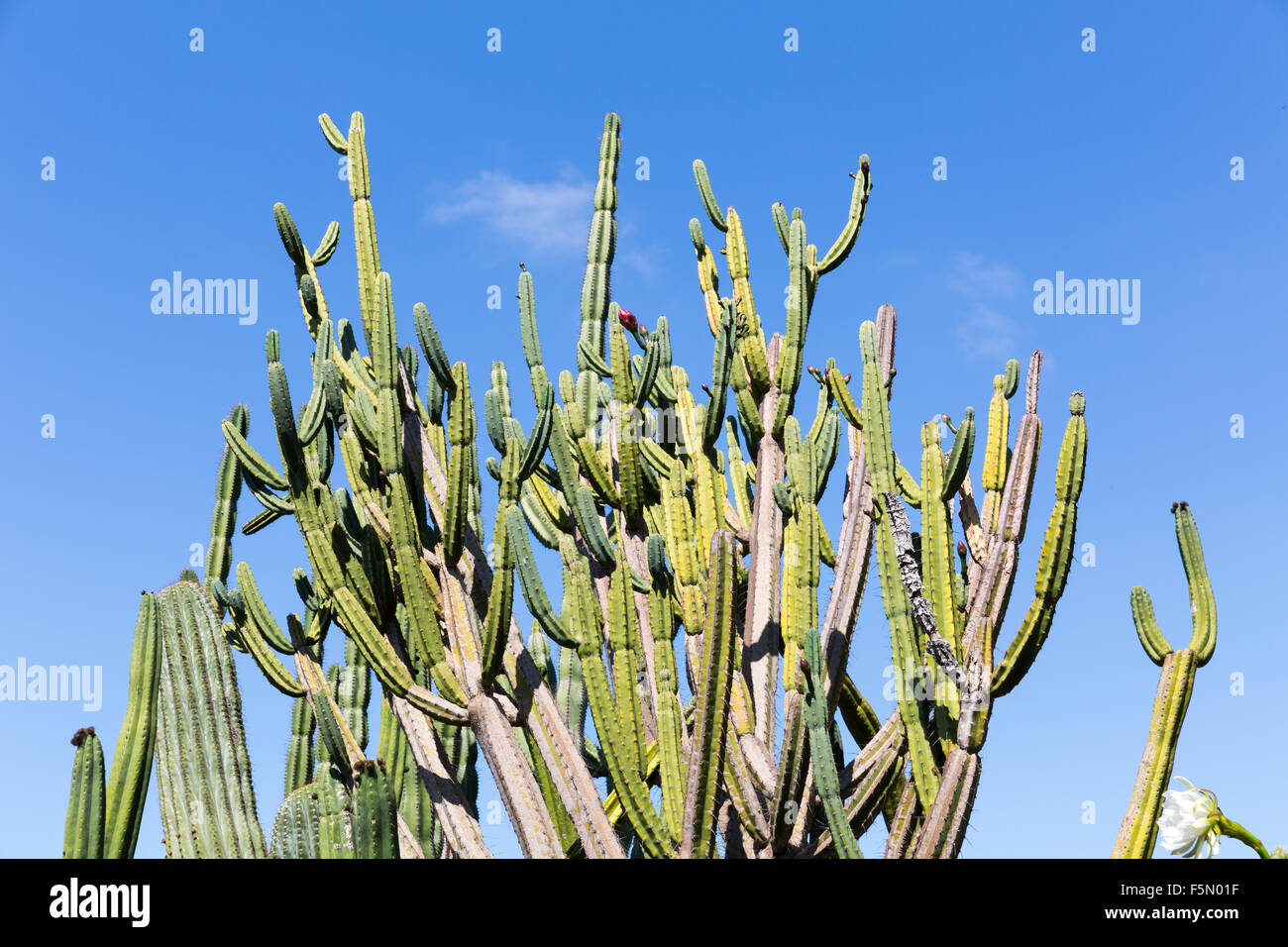 Cactus wild plant portugal hi-res stock photography and images - Alamy
