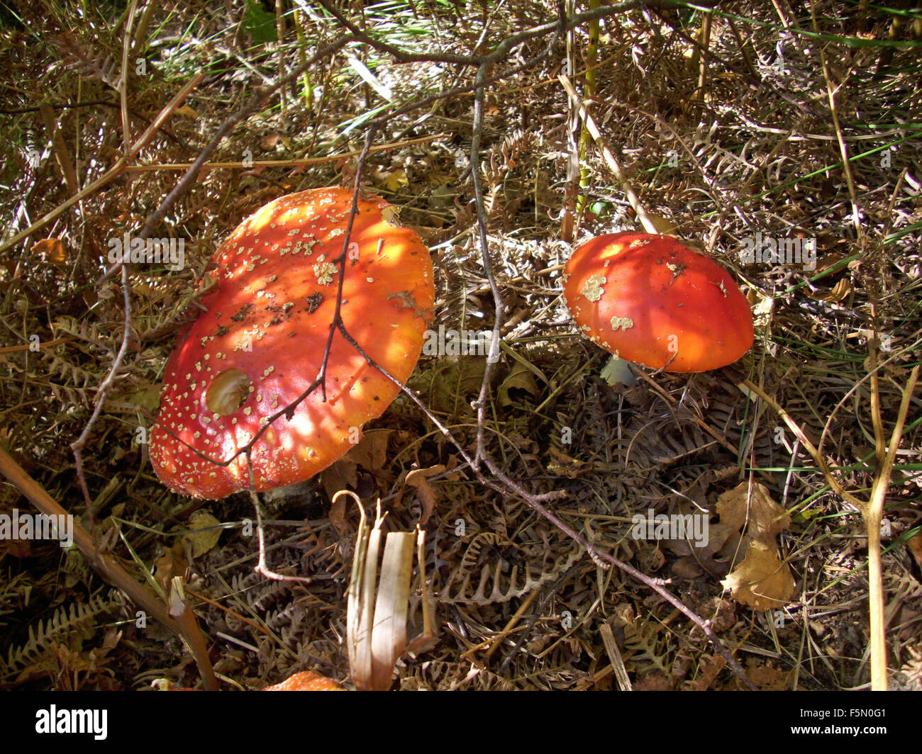 Fly agaric mushrooms Stock Photo