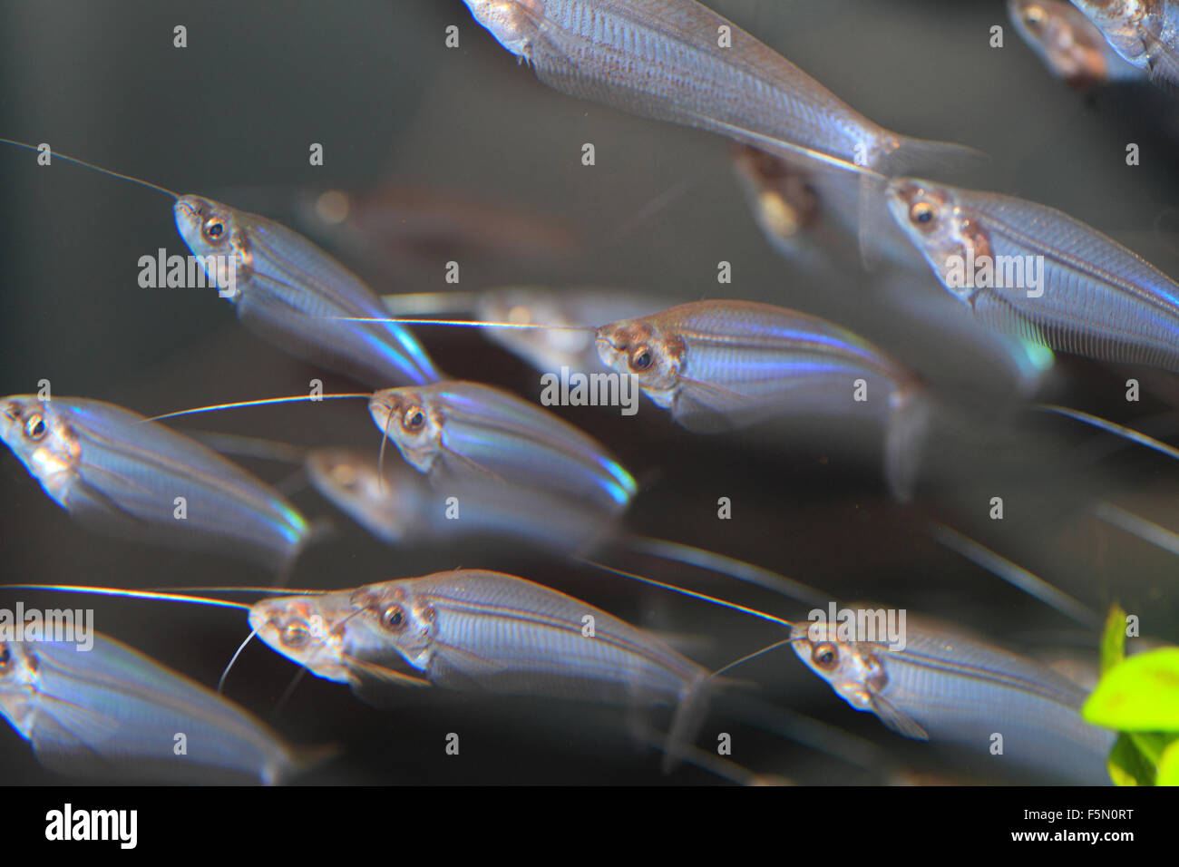 Asian glass catfish (Kryptopterus bicirrhis) Stock Photo