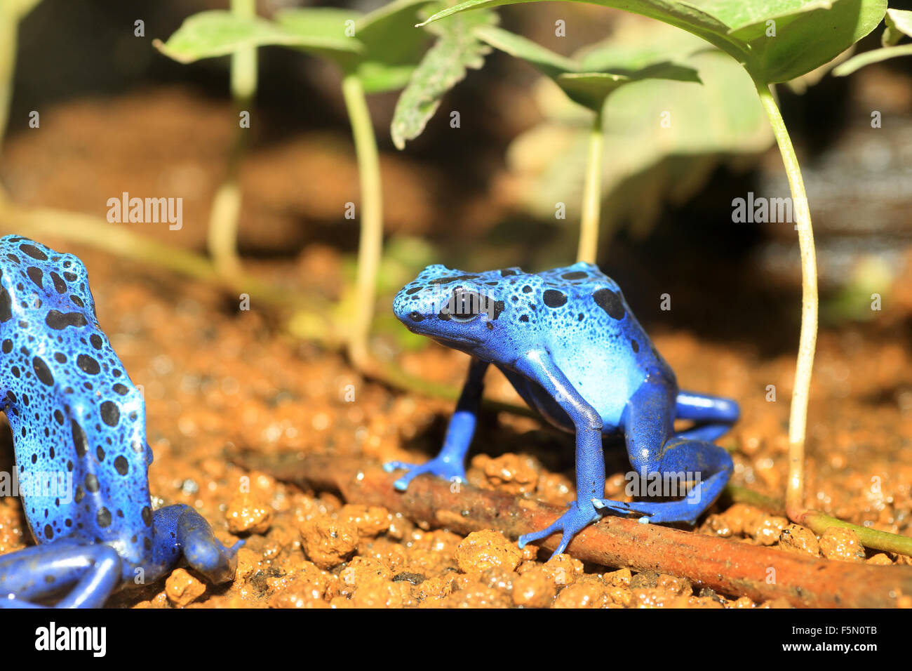 Blue Poison Dart Frog (Dendrobates azureus) in Republiek Suriname Stock Photo