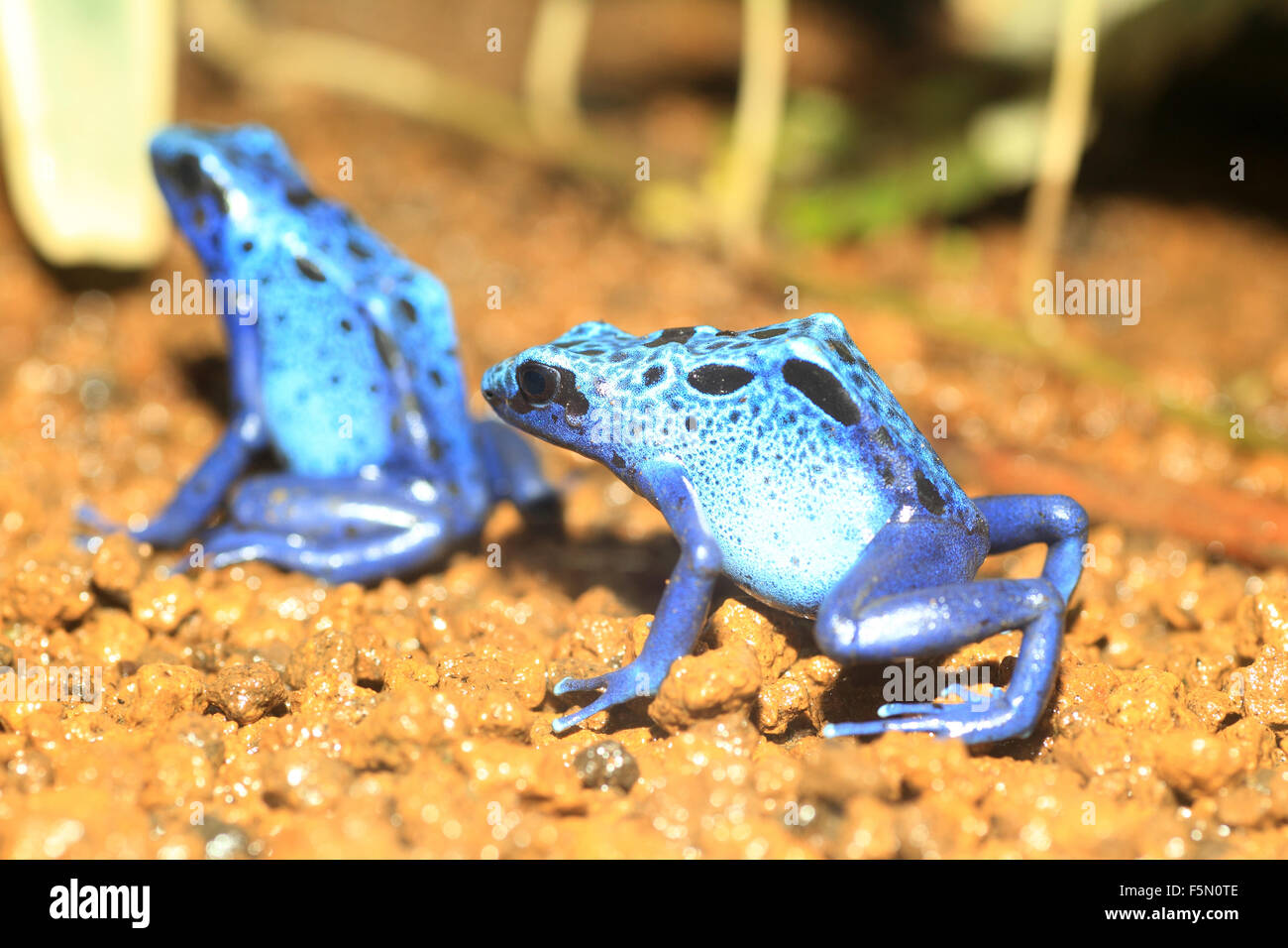 Blue Poison Dart Frog (Dendrobates azureus) in Republiek Suriname Stock Photo