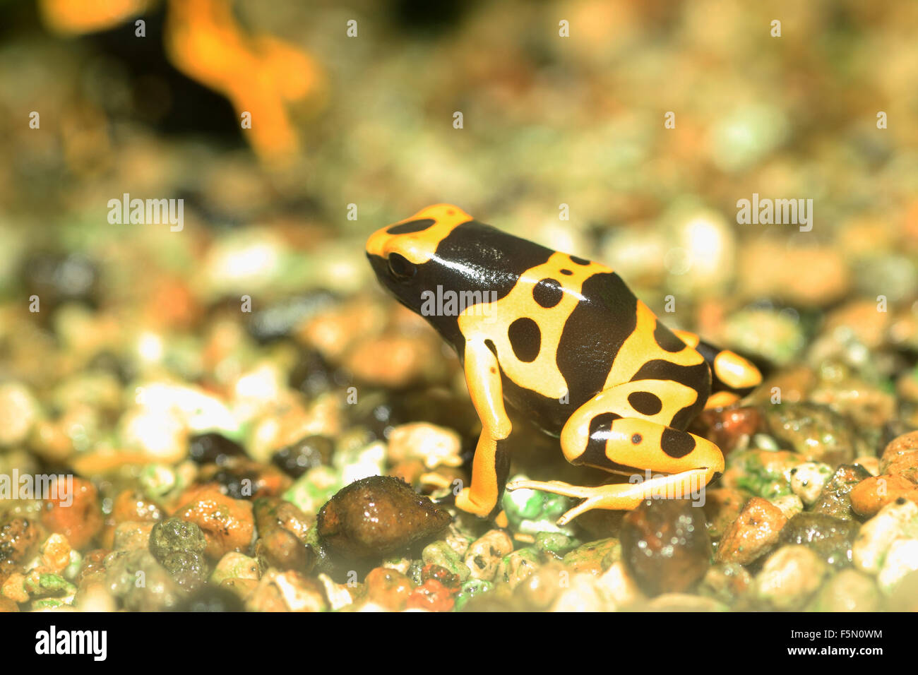 Yellow-headed poison frog or Yellow-banded poison dart frog (Dendrobates leucomelas) in South America Stock Photo
