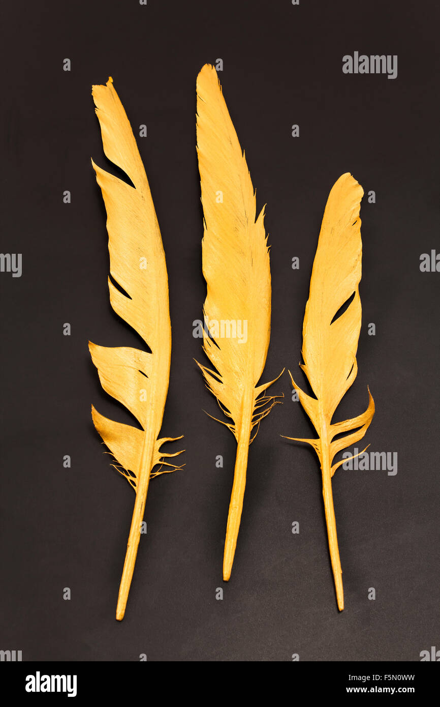 Three gold feathers on a black background Stock Photo Alamy