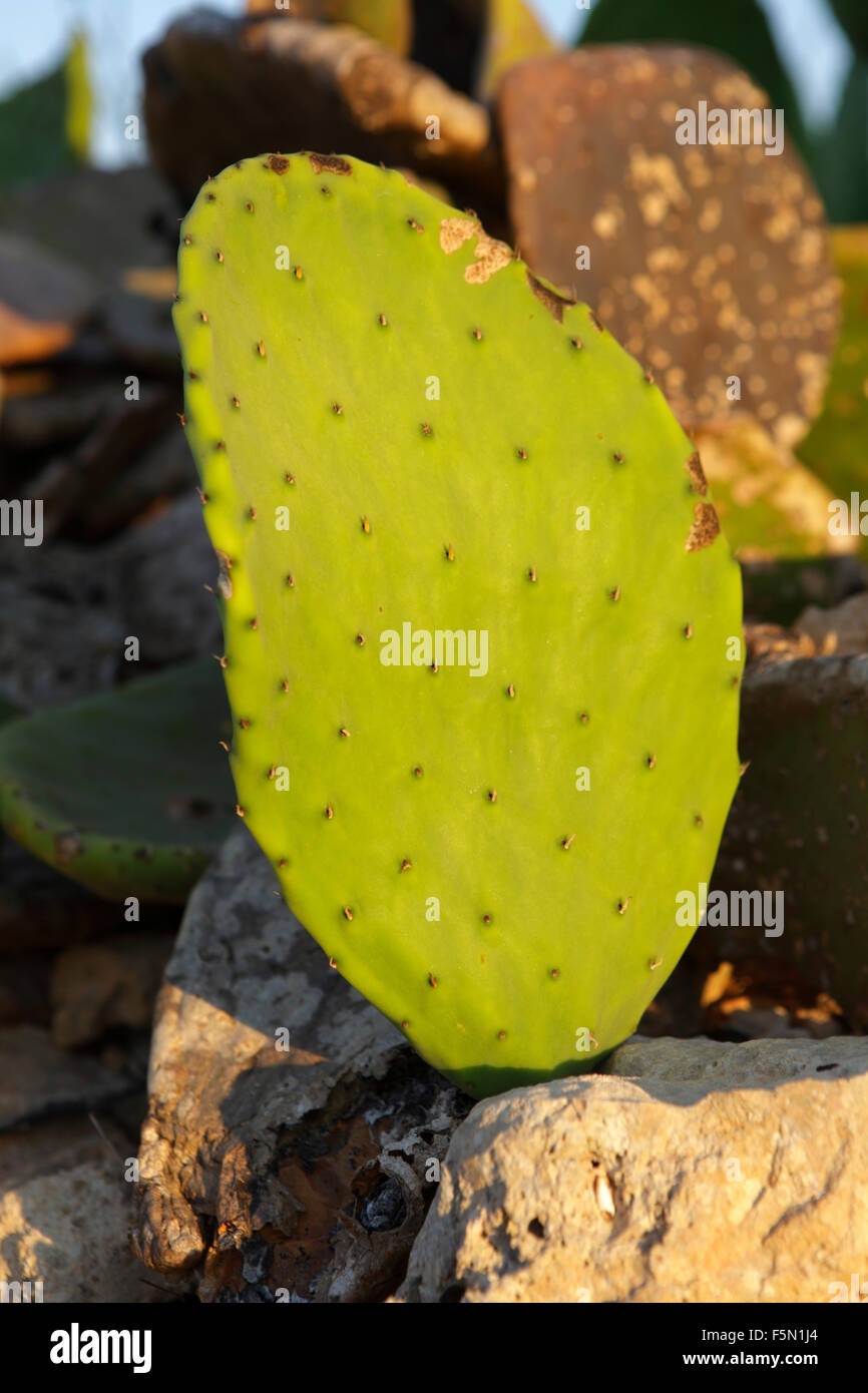 Indian fig opuntia plant in Lampedusa, Sicily, Italy Stock Photo