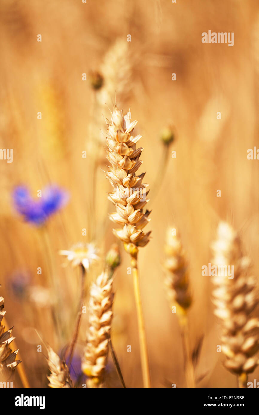 grow ripe cereals Stock Photo - Alamy