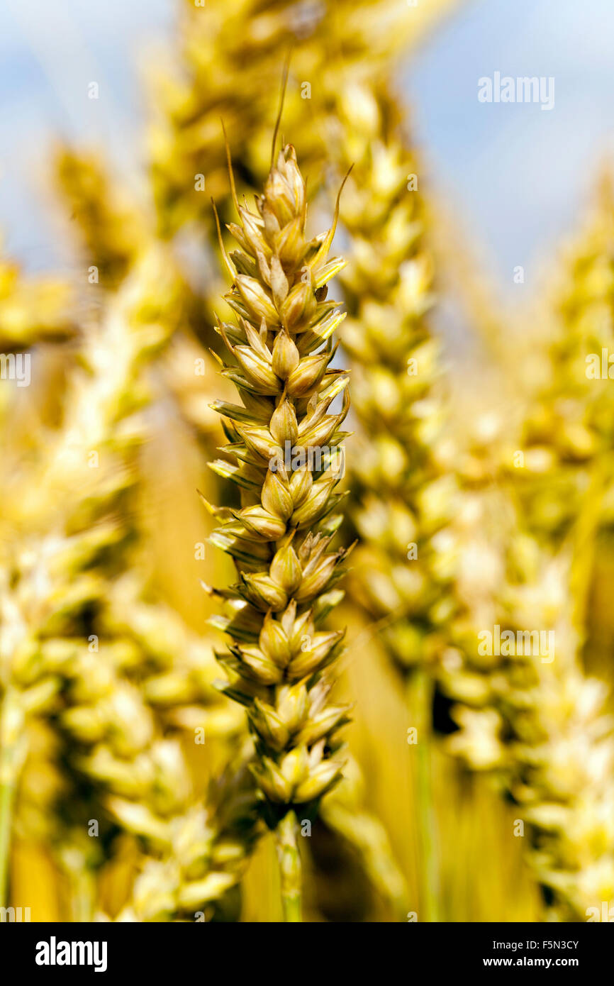 grow ripe cereals Stock Photo - Alamy