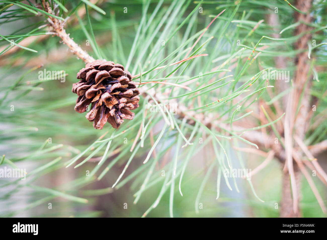 Branch of tree with pine cones, stock photo Stock Photo - Alamy