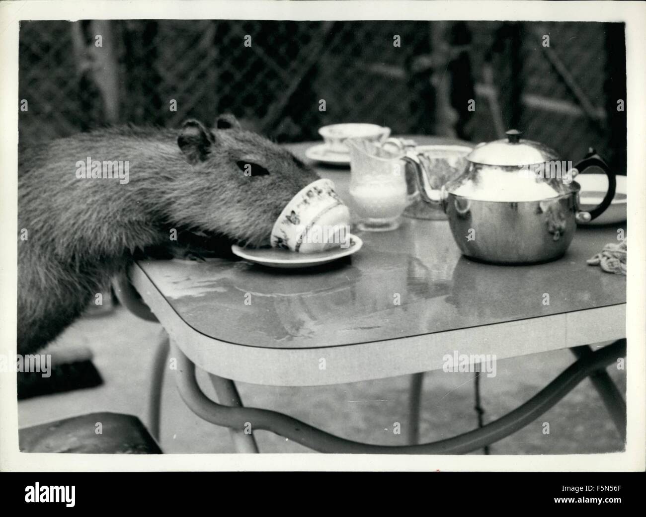 1962 - A cuppa for cappi. worlds largest rodent has refreshment. The capibarra is the largest rodent in the world. He comes from south America - and there are very few of them in this country. ''Cappi'' - as he is more suitably known - belongs to money Badame of hint, near Tamworth - and is almost one of the family especially when it comes to drinking tea. © Keystone Pictures USA/ZUMAPRESS.com/Alamy Live News Stock Photo