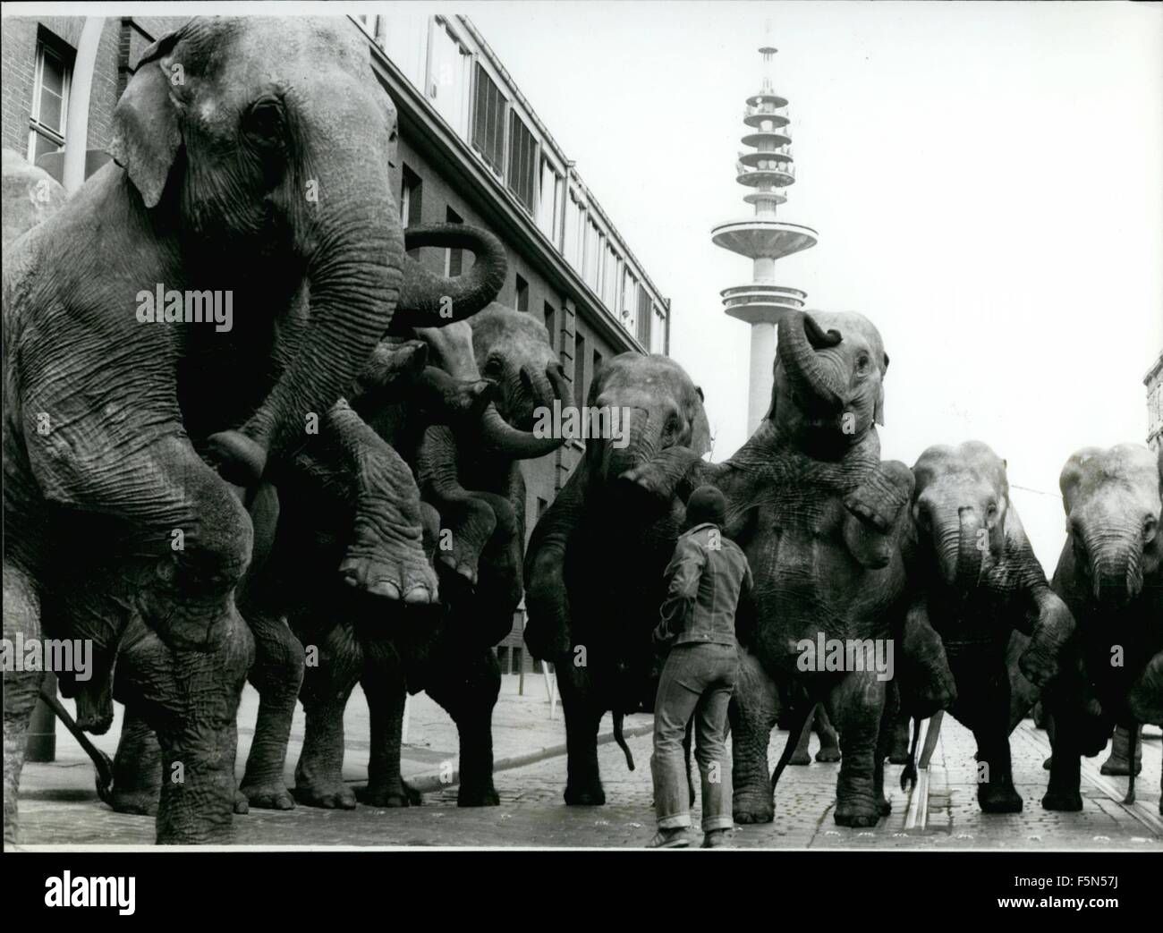 1980 - ''American Circus'' In Hamburg/West-Germany: A small proof of their artistic possibilities have been giving the pachyderms of the famous ''American Circus'', on their way to their tent site, after arriving in Hamburg/West Germany. Willingly the elephants adjusted to the traffic, being guided by their trainer Flavio Togni, who is only 19 years old, but already has been honoured by the ''Silver Clown of Monte Carlo''. Even the most busy drivers stopped for a moment, when the animals were making publicity for their circus. The ''American Circus'', being on guest performances throughout Eur Stock Photo