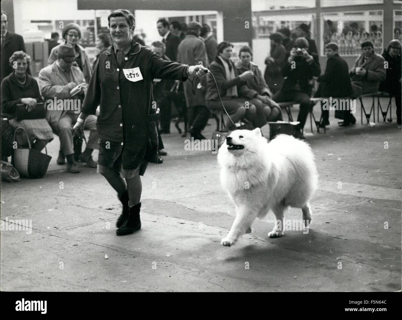 što je cc dog show