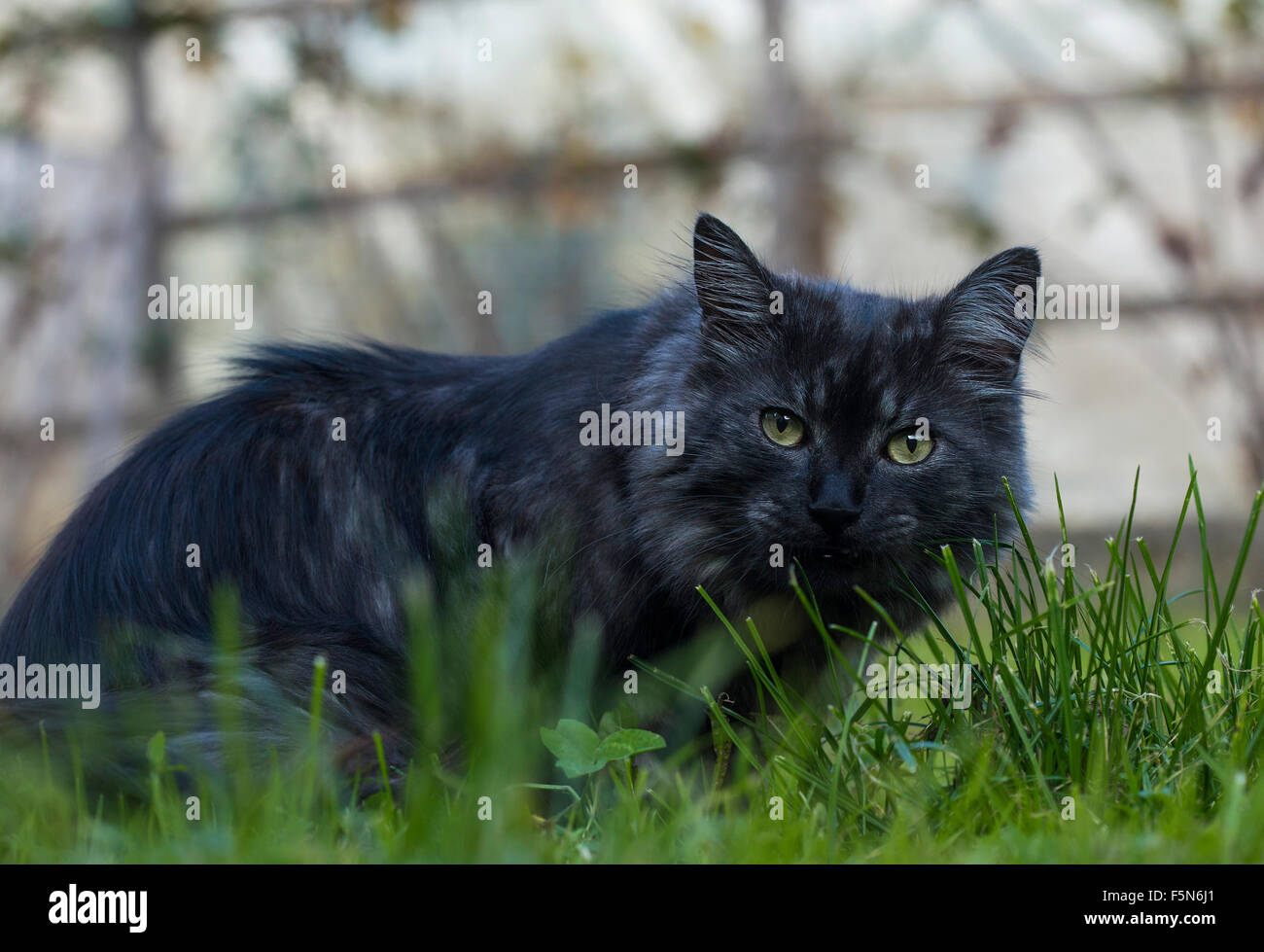 Cat is taking care of his health Stock Photo Alamy