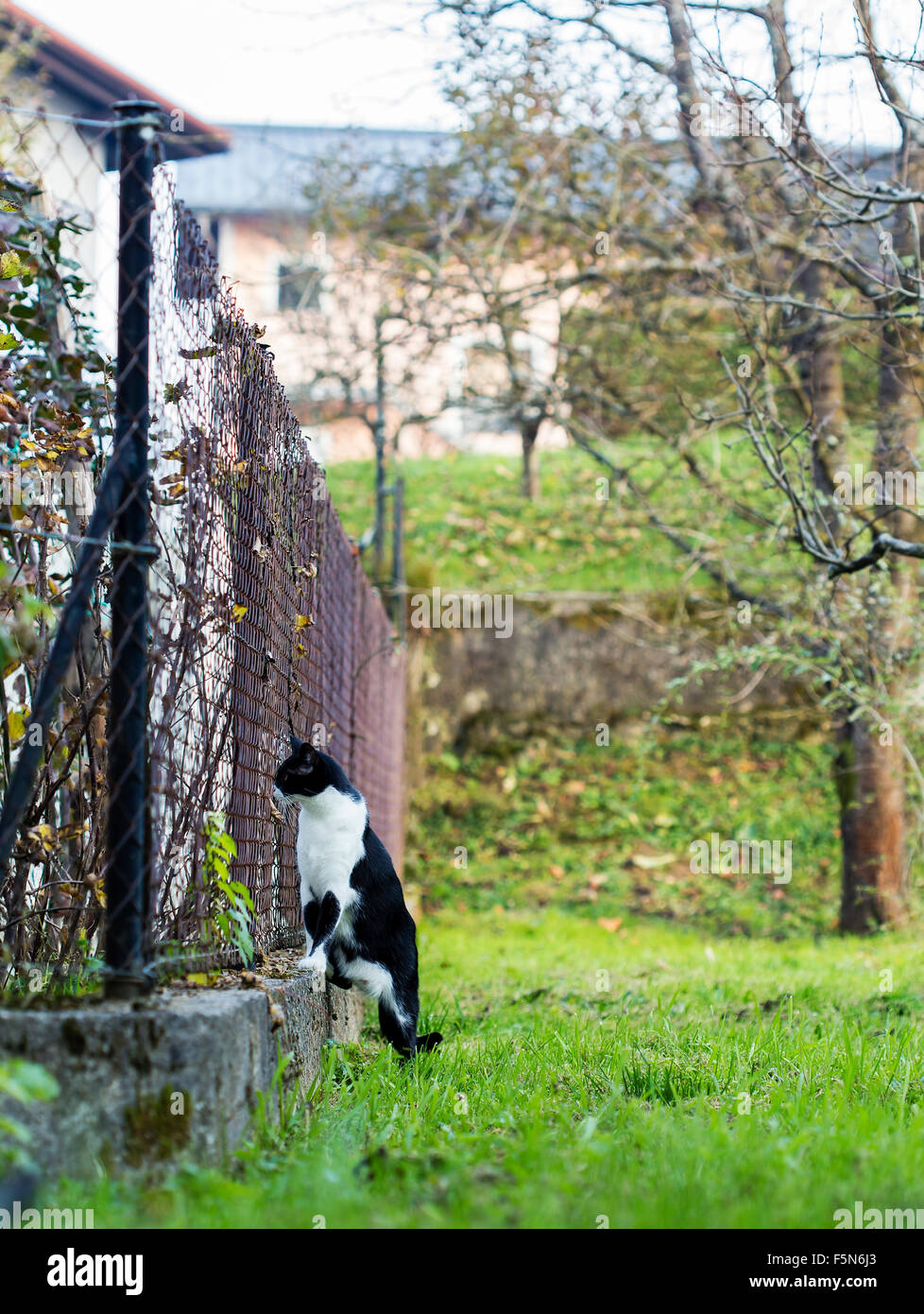 Cat looking through the neighbors fence. Stock Photo