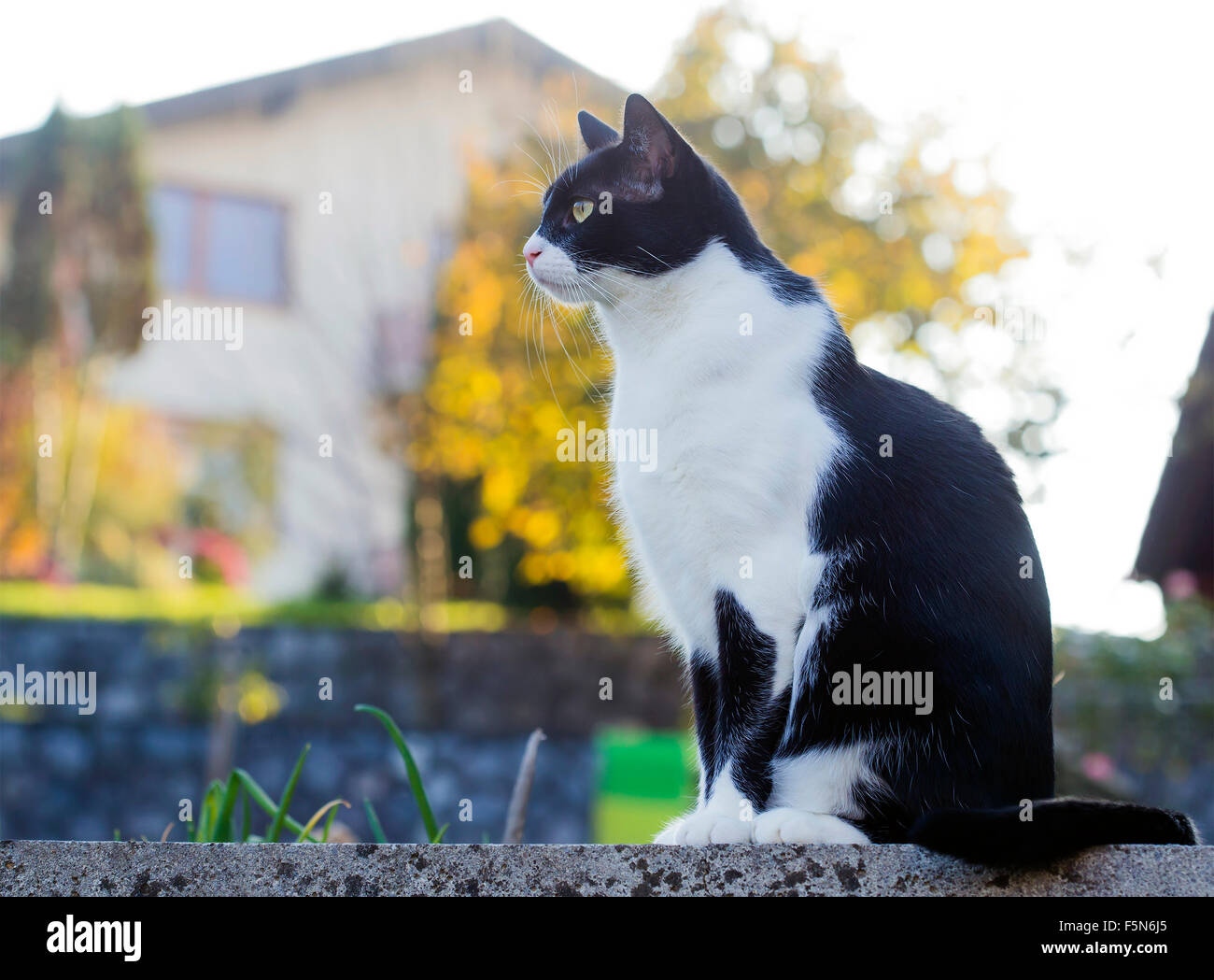 Cat is sitting on a concrete wall Stock Photo - Alamy