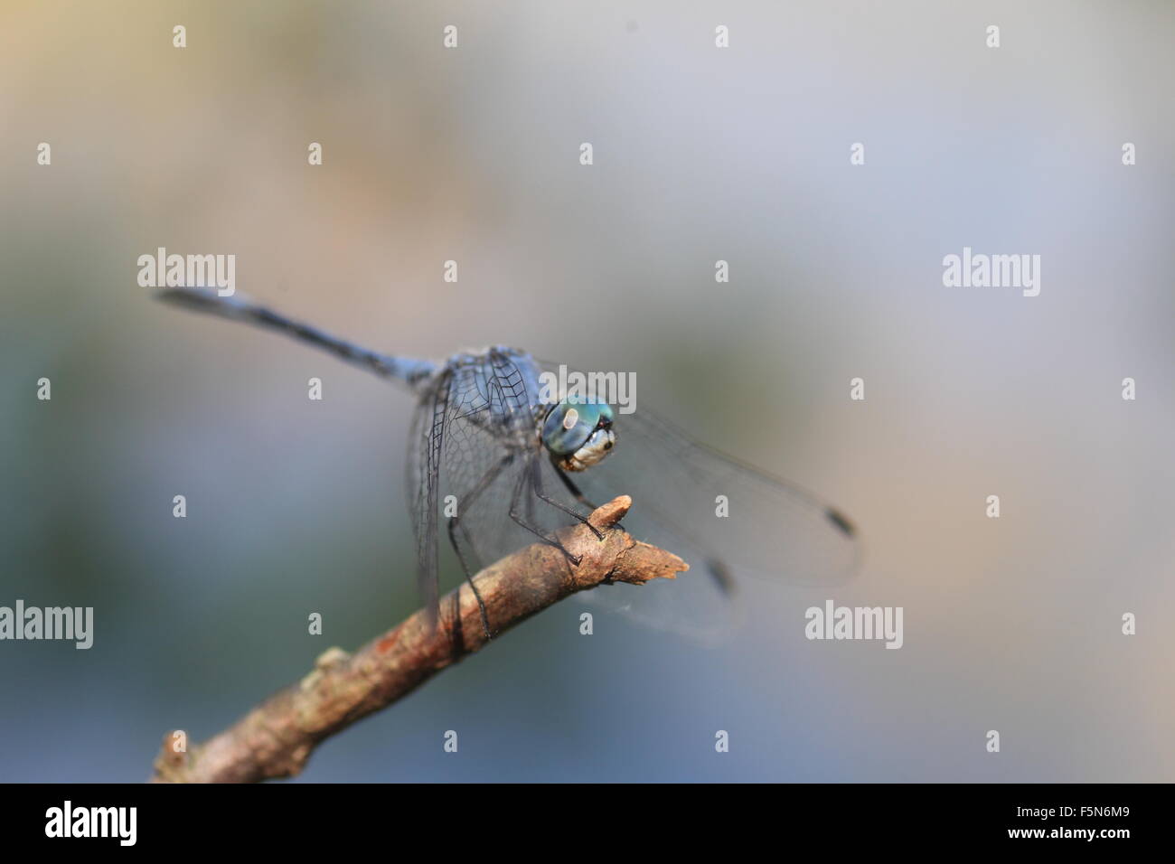 Sympetrum gracile dragonfly in Japan Stock Photo