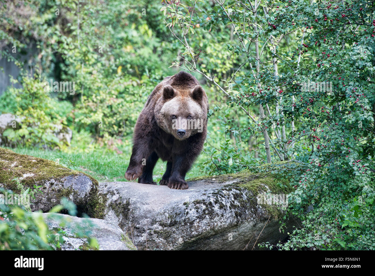 Eurasian brown bear (Ursus arctos arctos Stock Photo - Alamy