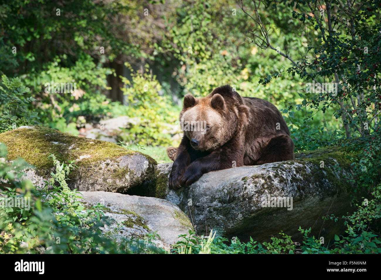 Eurasian brown bear (Ursus arctos arctos) Stock Photo