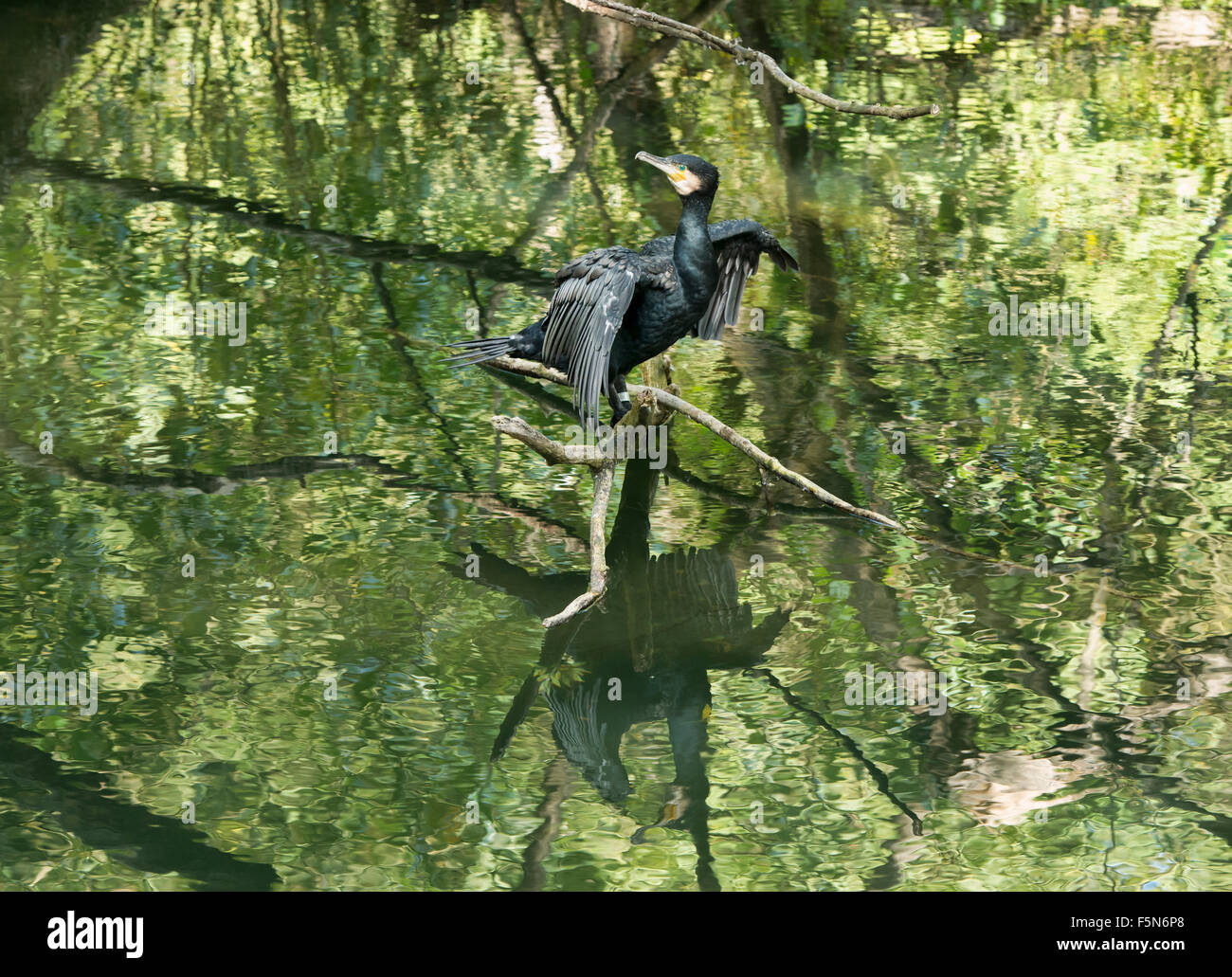 Great Cormorant (Phalacrocorax carbo) close up Stock Photo