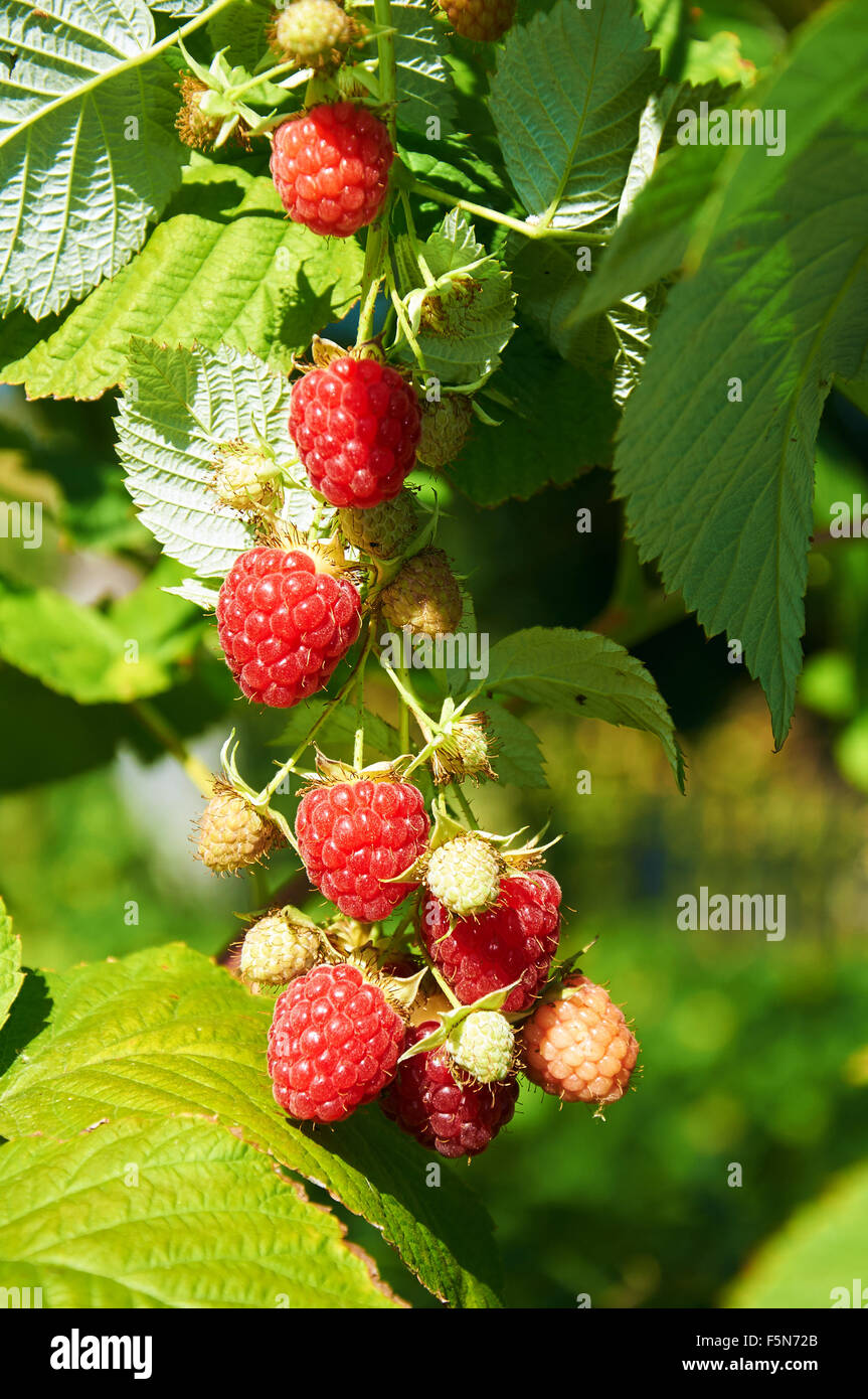 Big red ripe juicy raspberries on the plant Stock Photo