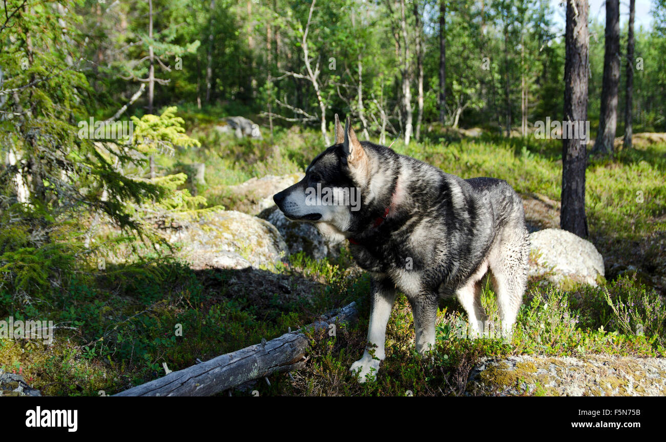 Swedish moose hound (Jämthund) focusing on something in the forest, picture from the North of Sweden. Stock Photo