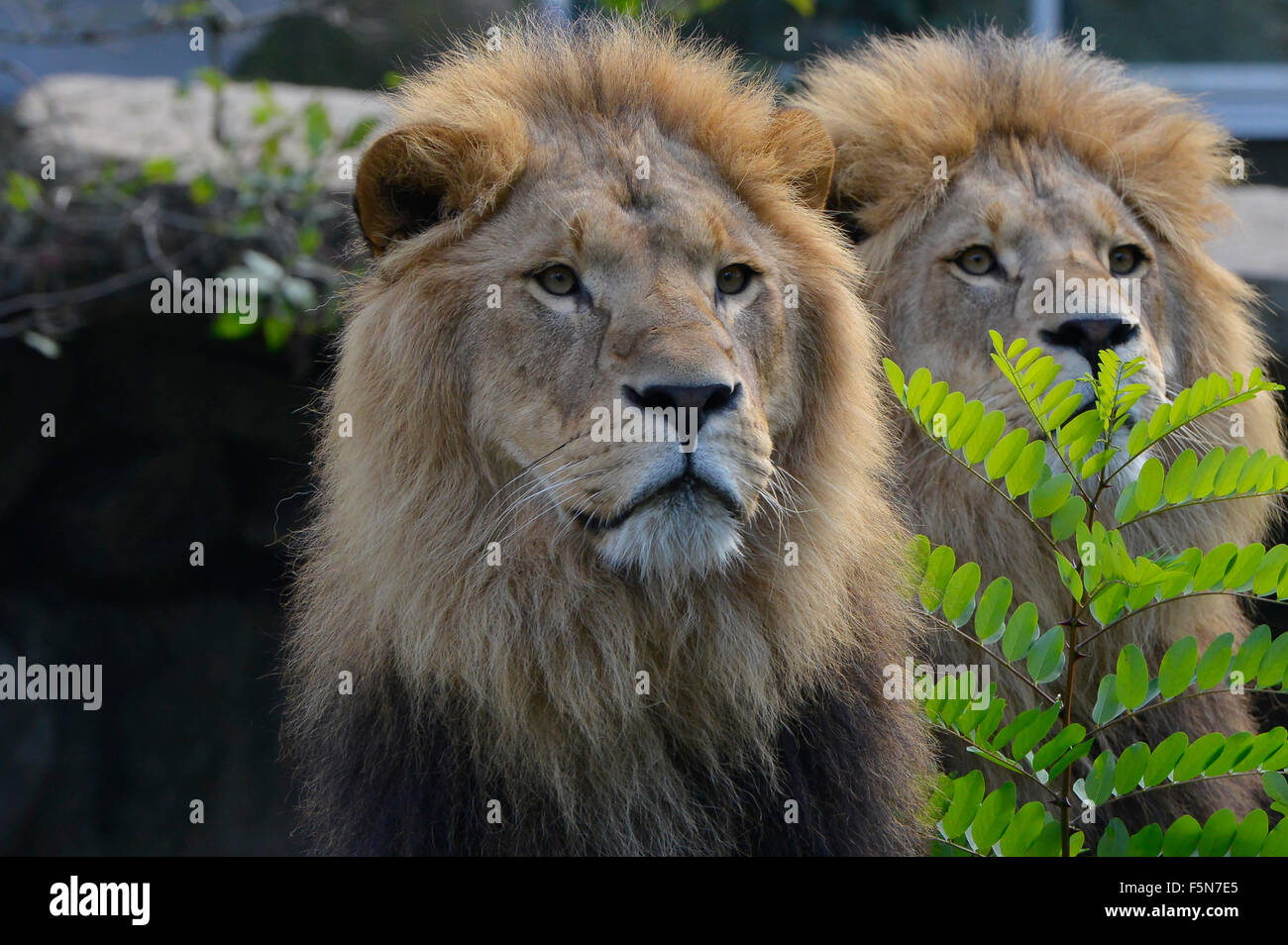 Lions berlin zoo hi-res stock photography and images - Alamy